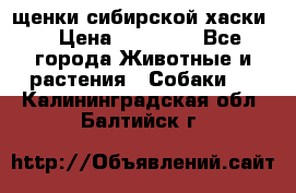 щенки сибирской хаски  › Цена ­ 10 000 - Все города Животные и растения » Собаки   . Калининградская обл.,Балтийск г.